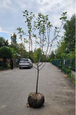 Яблоня Китайка Золотая Ранняя