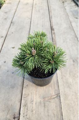 Сосна горная Альмхут (Almhutte)