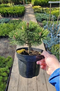 Сосна горная Альмхут (Almhutte)