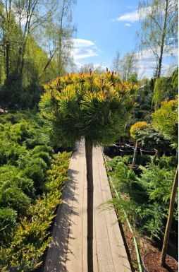 Сосна горная Винтер Голд на штамбе (Winter gold Pа)