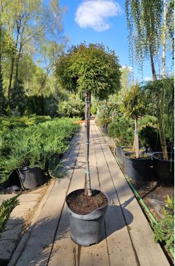 Туя западная Голден Таффет на штамбе (Golden Tuffet Pa)