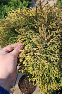 Туя западная Голден Таффет на штамбе (Golden Tuffet Pa)