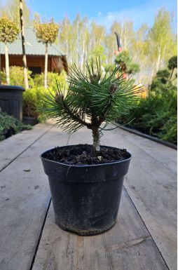 Сосна черная Байо (Bayo)