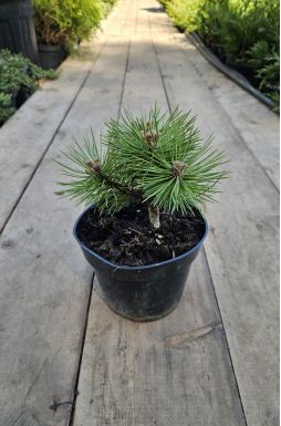 Сосна черная Байо (Bayo)