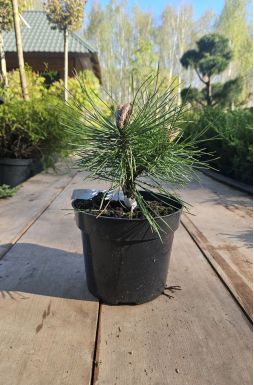 Сосна черная Оттос Компакт (Ottos Compact)