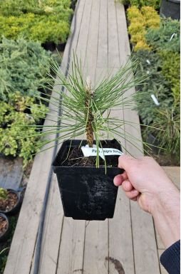 Сосна черная Шольц (Scholz)