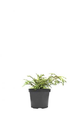 Туя западная Кагер Бьюти (Kager Beauty)