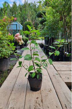 Гортензия метельчатая Сильвер Доллар (Silver Dollar)