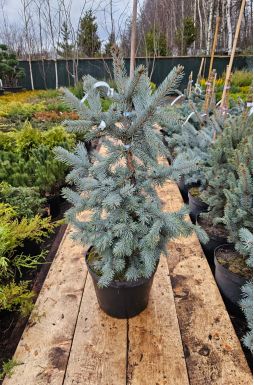 Ель колючая Костер (Koster)