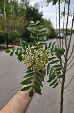 Рябина обыкновенная Отем Спайр (Autumn Spire)