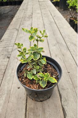 Бересклет форчуна Хания (Hania)