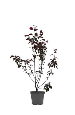 Яблоня Лемойнэй (Lemoinei)