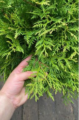 Туя западная Литтл Чемпион (Little champion)