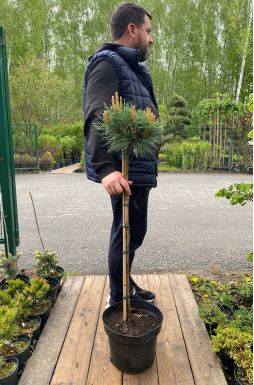 Сосна обыкновенная Чантри Блю на штамбе (Chantry Blue Pa)