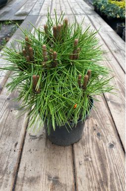 Сосна густоцветковая Джейн Клуис (Jane Kluis)