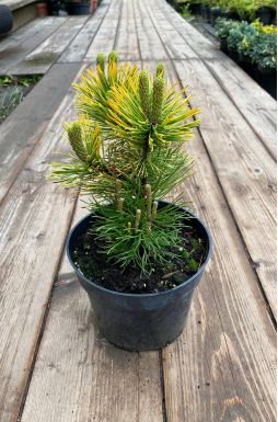 Сосна горная Швейцер Турист (Schweitzer Tourist)