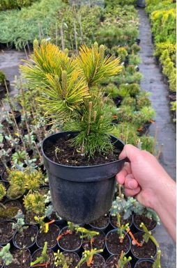 Сосна горная Швейцер Турист (Schweitzer Tourist)