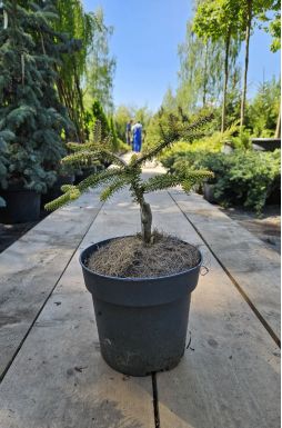 Пихта испанская Аурея (Aurea)