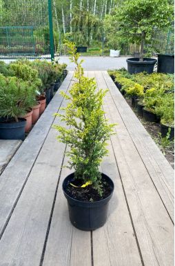 Можжевельник обыкновенный Голд Кон (Gold cone)