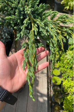 Можжевельник чешуйчатый Блю Спайдер на штамбе (Blue spider Pa)