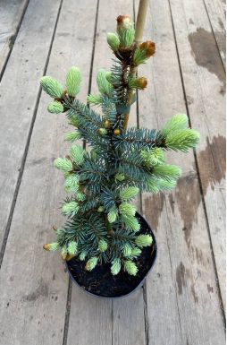 Ель колючая Хото (Hoto)