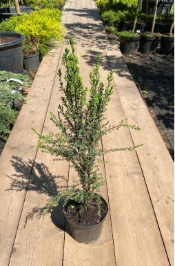 Можжевельник обыкновенный Компресса (Compressa)