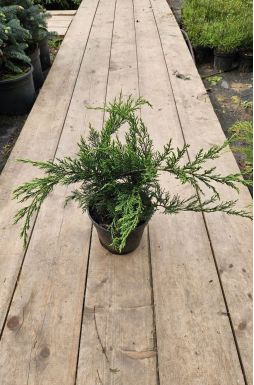 Можжевельник казацкий Кнап Хилл (Knap Hill)