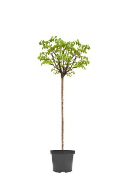 Липа мелколистная Грин Глобе (Green Globe)