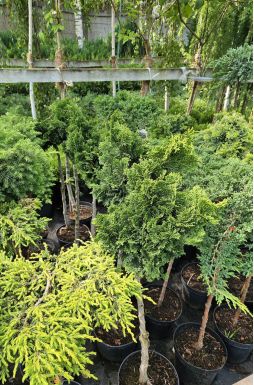 Кипарисовик тупой Грацилис на штамбе (Gracilis Pa)