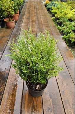 Туя западная Мистер Боулинг Болл (Mr bowling ball)