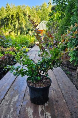 Барбарис средний Ред Джевел (Red Jewel)