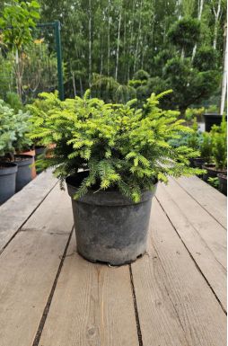 Ель обыкновенная Нидиформис (Nidiformis)