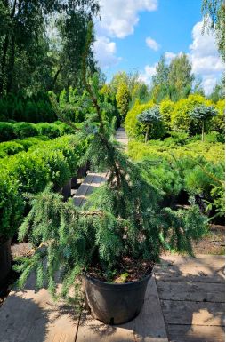 Ель сербская Пендула Брунс (Pendula Bruns)