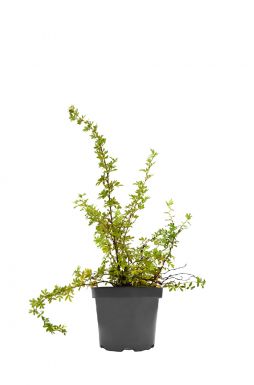 Лапчатка кустарниковая Абботсвуд (Abbotswood)