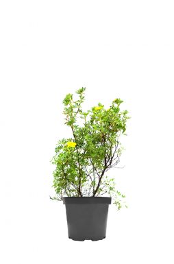 Лапчатка кустарниковая Элизабет (Elizabeth)