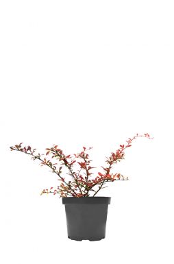 Барбарис тунберга Арлекин (Harlequin)