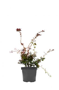 Барбарис тунберга Роуз Глоу (Rose Glow)