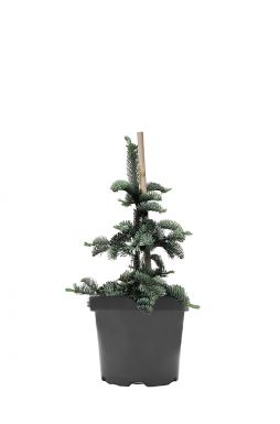 Пихта благородная Глаука (Glauca)