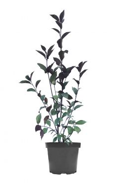 Черемуха обыкновенная Колората (Colorata)