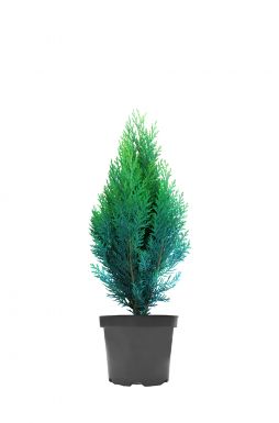 Кипарисовик Лавсона Колумнарис (Columnaris)