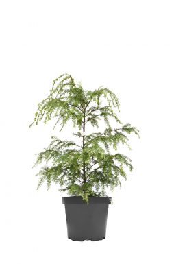 Тсуга канадская 