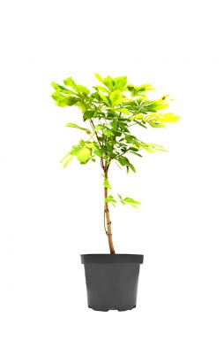 Каштан конский