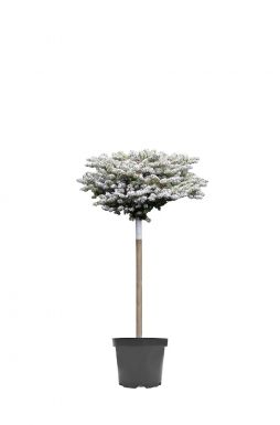 Пихта корейская Сильберлок на штамбе (Silberlocke Pa)