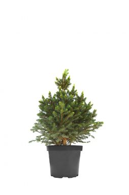 Ель обыкновенная Виллс Цверг (Wills Zwerg)