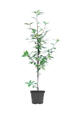 Рябина промежуточная