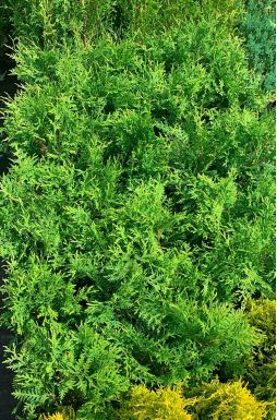 Туя западная Вудварди (Woodwordii)