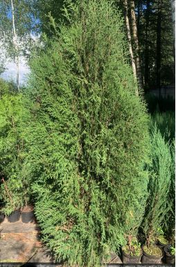 Туя западная Вагнери (Wagneri)