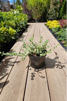 Бересклет форчуна Эмеральд Гаити (Emerald Gaiety)