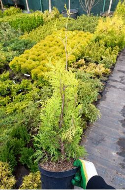 Туя западная Еллоу Риббон (Yellow ribbon)